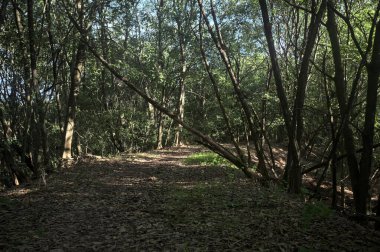 Yol boyunca uzanan ve yolu tıkayan ağaçlarla çevrili bir set üzerinde yol.