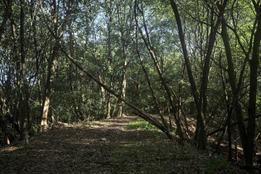 Yol boyunca uzanan ve yolu tıkayan ağaçlarla çevrili bir set üzerinde yol.