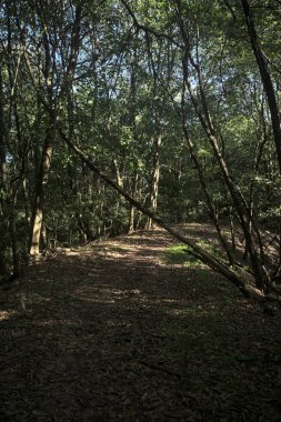 Yol boyunca uzanan ve yolu tıkayan ağaçlarla çevrili bir set üzerinde yol.