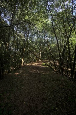 Yol boyunca uzanan ve yolu tıkayan ağaçlarla çevrili bir set üzerinde yol.