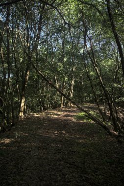 Yol boyunca uzanan ve yolu tıkayan ağaçlarla çevrili bir set üzerinde yol.