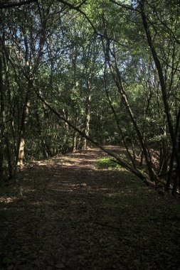Yol boyunca uzanan ve yolu tıkayan ağaçlarla çevrili bir set üzerinde yol.