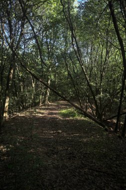 Yol boyunca uzanan ve yolu tıkayan ağaçlarla çevrili bir set üzerinde yol.