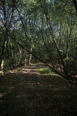 Yol boyunca uzanan ve yolu tıkayan ağaçlarla çevrili bir set üzerinde yol.