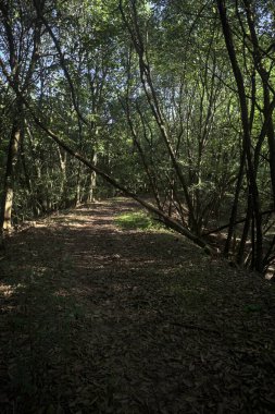 Yol boyunca uzanan ve yolu tıkayan ağaçlarla çevrili bir set üzerinde yol.
