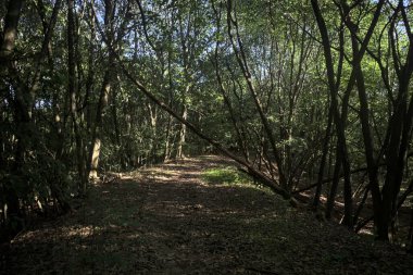 Yol boyunca uzanan ve yolu tıkayan ağaçlarla çevrili bir set üzerinde yol.