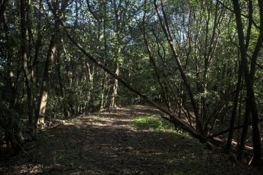 Yol boyunca uzanan ve yolu tıkayan ağaçlarla çevrili bir set üzerinde yol.