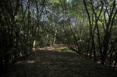 Yol boyunca uzanan ve yolu tıkayan ağaçlarla çevrili bir set üzerinde yol.