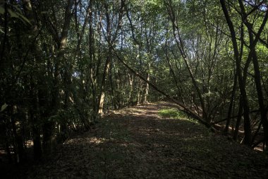 Yol boyunca uzanan ve yolu tıkayan ağaçlarla çevrili bir set üzerinde yol.