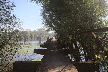 Güneşli bir günde nehrin kenarında bir ağaç ve karşı kıyıda bir orman olan bir nehrin üzerinde aşınmış beton şerit.