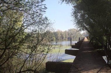 Güneşli bir günde nehrin kenarında bir ağaç ve karşı kıyıda bir orman olan bir nehrin üzerinde aşınmış beton şerit.