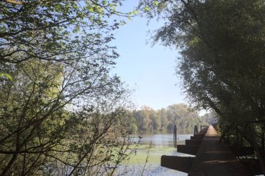 Güneşli bir günde nehrin kenarında bir ağaç ve karşı kıyıda bir orman olan bir nehrin üzerinde aşınmış beton şerit.