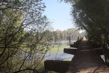Güneşli bir günde nehrin kenarında bir ağaç ve karşı kıyıda bir orman olan bir nehrin üzerinde aşınmış beton şerit.