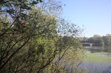 Ağaçların çerçevelediği güneşli bir günde, uzaktaki bir nehir kıyısındaki köprü.