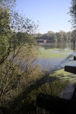 Ağaçların çerçevelediği güneşli bir günde, uzaktaki bir nehir kıyısındaki köprü.
