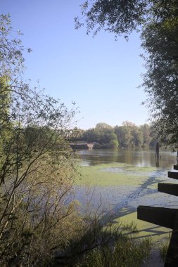 Ağaçların çerçevelediği güneşli bir günde, uzaktaki bir nehir kıyısındaki köprü.