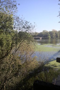 Ağaçların çerçevelediği güneşli bir günde, uzaktaki bir nehir kıyısındaki köprü.