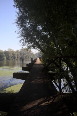 Güneşli bir günde nehrin kenarında bir ağaç ve karşı kıyıda bir orman olan bir nehrin üzerinde aşınmış beton şerit.