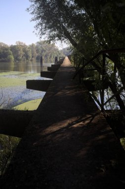 Güneşli bir günde nehrin kenarında bir ağaç ve karşı kıyıda bir orman olan bir nehrin üzerinde aşınmış beton şerit.