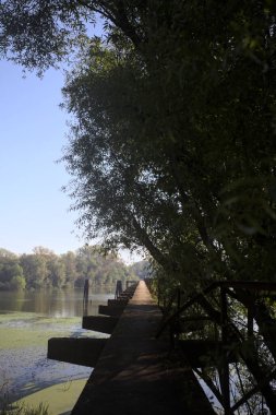 Güneşli bir günde nehrin kenarında bir ağaç ve karşı kıyıda bir orman olan bir nehrin üzerinde aşınmış beton şerit.