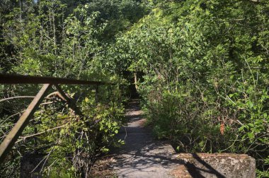 Metalik bir demiryolu ile beton kaldırım bir orman ağaçlarının üzerinden geçiyor.