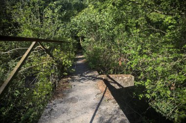 Metalik bir demiryolu ile beton kaldırım bir orman ağaçlarının üzerinden geçiyor.