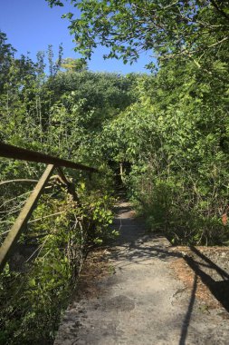 Metalik bir demiryolu ile beton kaldırım bir orman ağaçlarının üzerinden geçiyor.