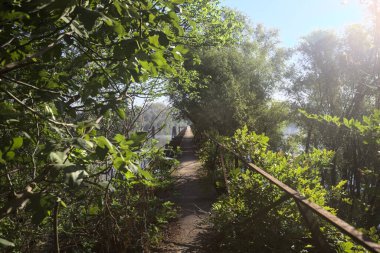 Güneşli bir günde nehrin kenarında bir ağaç ve karşı kıyıda bir orman olan bir nehrin üzerinde aşınmış beton şerit.