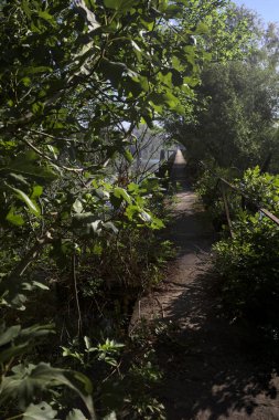 Güneşli bir günde nehrin kenarında bir ağaç ve karşı kıyıda bir orman olan bir nehrin üzerinde aşınmış beton şerit.