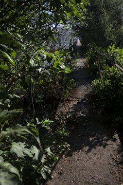 Güneşli bir günde nehrin kenarında bir ağaç ve karşı kıyıda bir orman olan bir nehrin üzerinde aşınmış beton şerit.