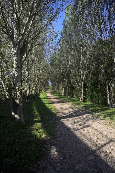 İtalya 'da güneşli bir günde çıplak kavak kuşlarının arasındaki toprak yol.