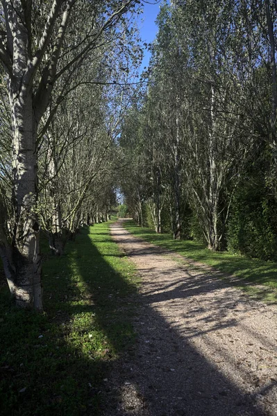 İtalya 'da güneşli bir günde çıplak kavak kuşlarının arasındaki toprak yol.