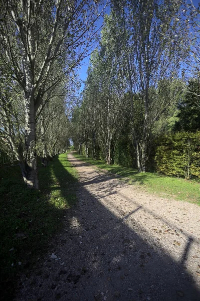 İtalya 'da güneşli bir günde çıplak kavak kuşlarının arasındaki toprak yol.