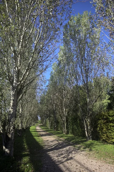 İtalya 'da güneşli bir günde çıplak kavak kuşlarının arasındaki toprak yol.