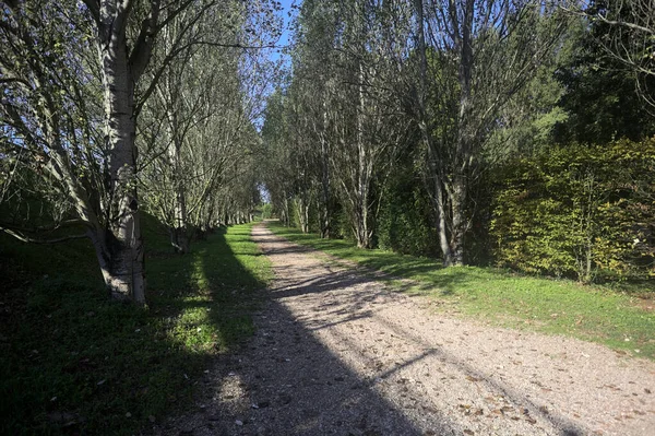 İtalya 'da güneşli bir günde çıplak kavak kuşlarının arasındaki toprak yol.