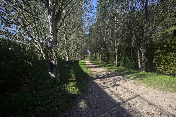 İtalya 'da güneşli bir günde çıplak kavak kuşlarının arasındaki toprak yol.