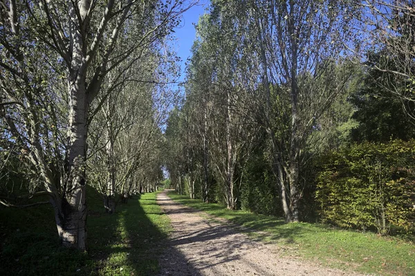 İtalya 'da güneşli bir günde çıplak kavak kuşlarının arasındaki toprak yol.