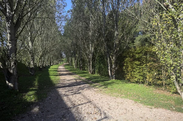 İtalya 'da güneşli bir günde çıplak kavak kuşlarının arasındaki toprak yol.
