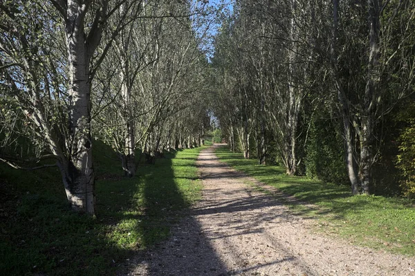 İtalya 'da güneşli bir günde çıplak kavak kuşlarının arasındaki toprak yol.