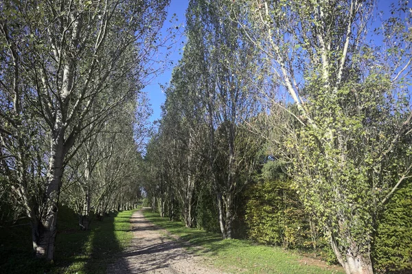 İtalya 'da güneşli bir günde çıplak kavak kuşlarının arasındaki toprak yol.
