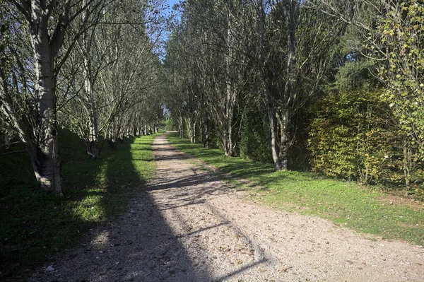 İtalya 'da güneşli bir günde çıplak kavak kuşlarının arasındaki toprak yol.
