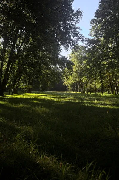 Güneşli bir sonbaharda güneşli bir günde, İtalya kırsalında ağaçlarla çevrili açık alanda.