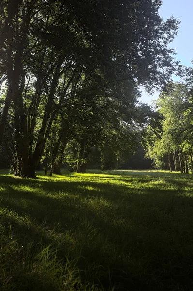 Güneşli bir sonbaharda güneşli bir günde, İtalya kırsalında ağaçlarla çevrili açık alanda.