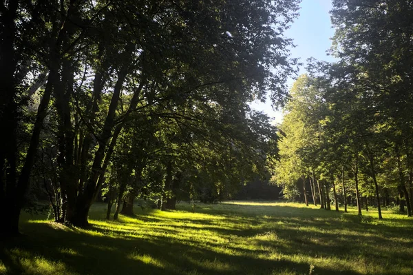 Güneşli bir sonbaharda güneşli bir günde, İtalya kırsalında ağaçlarla çevrili açık alanda.