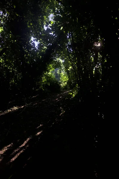 Ormanın gölgesinde, üzerinde ağaçlar olan patika.