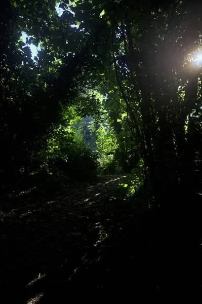 Ormanın gölgesinde, üzerinde ağaçlar olan patika.