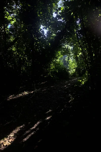 Ormanın gölgesinde, üzerinde ağaçlar olan patika.