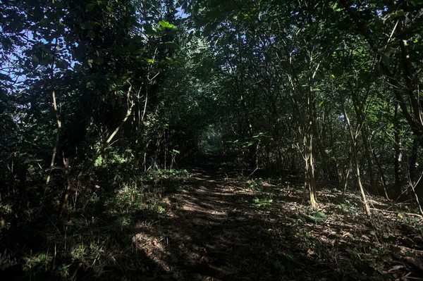 Ormanın gölgesinde, üzerinde ağaçlar olan patika.