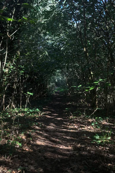 Ormanın gölgesinde, üzerinde ağaçlar olan patika.