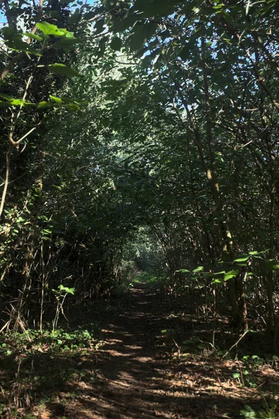 Ormanın gölgesinde, üzerinde ağaçlar olan patika.